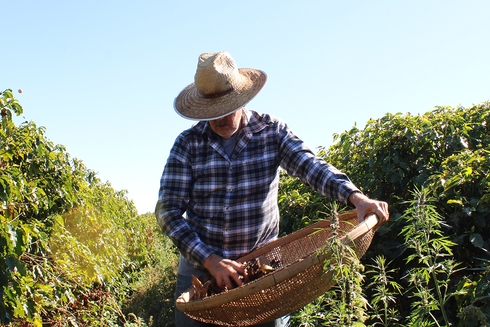 a person in a hat holding a basket Information - Inter-American Development Bank - IDB