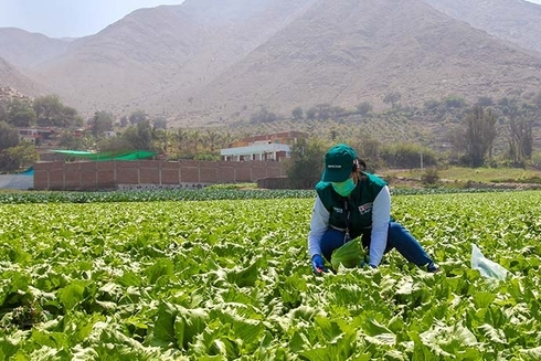 A person picking up lettuce on a field. Integrity - Inter-American Development Bank - IDB